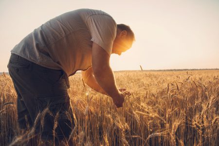 homem verificando a plantação de trigo